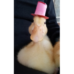 hat ducks