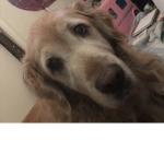 Teddypants
