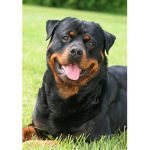 Rottweiler fans!