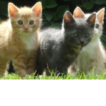 Join this group if you love cats!