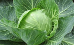 cabbage brained studios