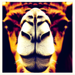 CamelCorp