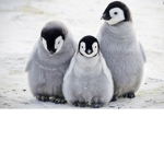 The cool baby penguins
