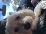 Dogs are a gift from God