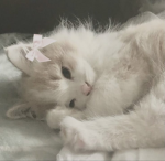Kitten's pawys
