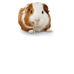 PippinTheGuinea