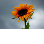Cloudy Sunflower