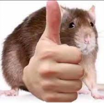 RAT POOKIES