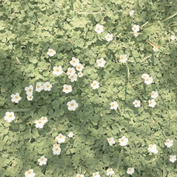☆