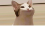pop cat jojo