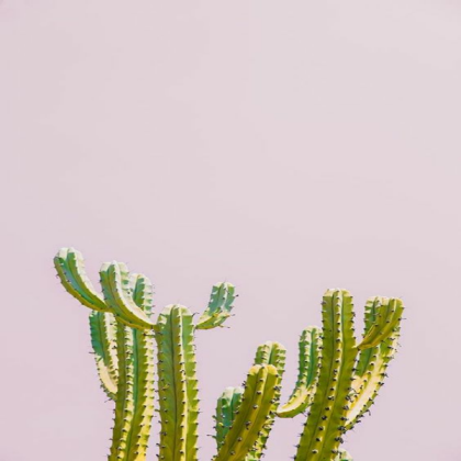 pink cactus Roblox decal