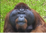 Orangutan Gang l Join The Monkeys