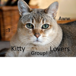 Kitty Cat Group!!!!!!!!!!!!!!!!