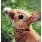 The bunnys group