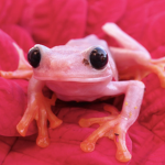 ᴘɪɴᴋ ꜰʀᴏɢꜱ