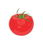 Tomato Development