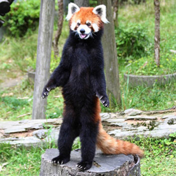 Red Panda Island