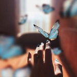 Blue Buterflies