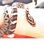 Pet Snakes