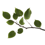 Leaf Branch