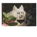 SNVGFJ
