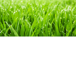 Grass Enthusiasts