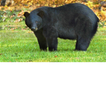 Black Bear Studio