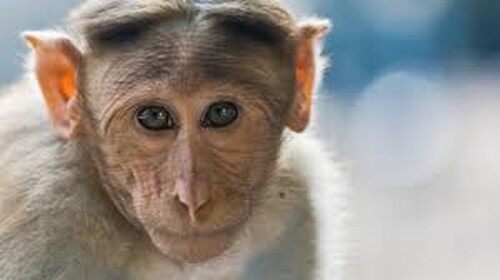 Monkey Place