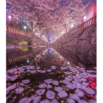 Sakura treess