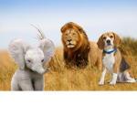 LIONS, ELEPHANTS, AND DOGS FOR LIFE