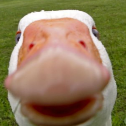 Untitled VS Techno Geese Mod Test Models