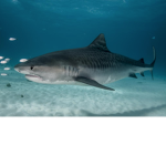 SHARK WATERMELON CHILL GUYS (and Girls)