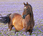 ~*A.B.B.I. Stables*~