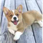 Lil Puppy Squad