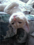 Kitty kats