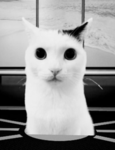Staringxcat Gang group