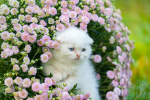 Floral Pawz Clan