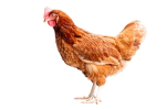 Chicken/Bird Army