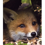The-foxy-fan-club