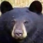 the great bear union