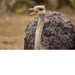 Stretch_The_Ostrich