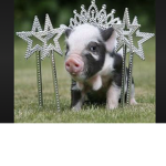 PIGGYS FOR LIFE :D