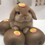 cuddlebunnies !!