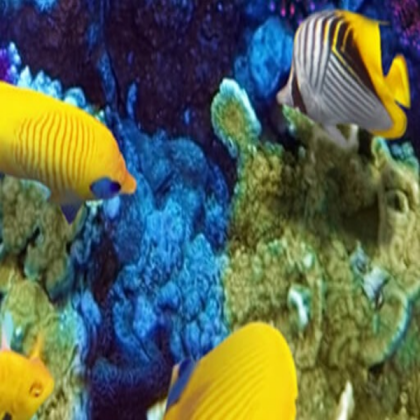 Fish Aquarium Bottom Right Roblox decal