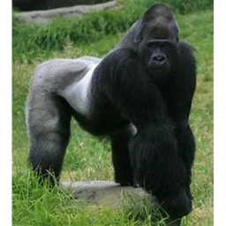 Gorilla Sim icon