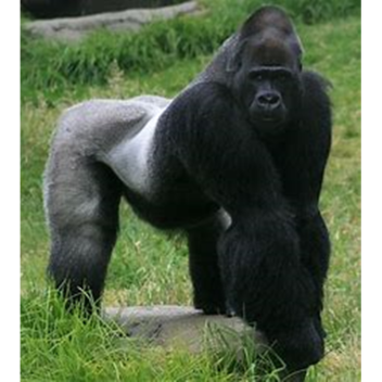 Gorilla Sim