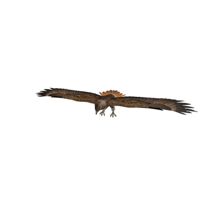 realistic moving bird