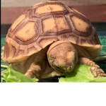 Tortoise games group