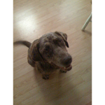 #Dogs Ru1e!