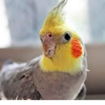 Cockatiel Nest
